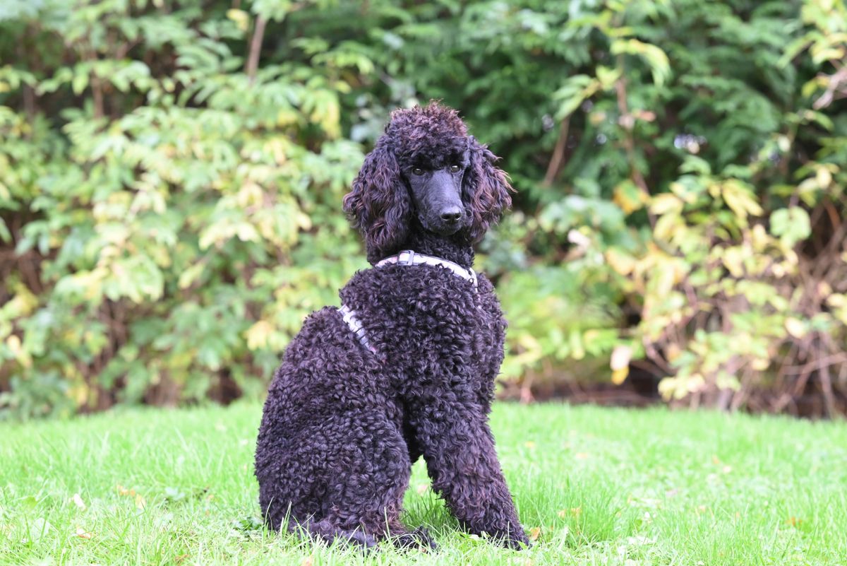 Caniche Gigante